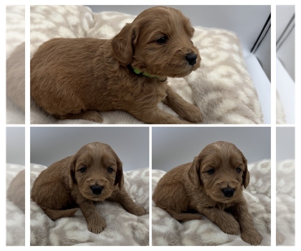 Medium Photo #6  Breeder Profile in SPARTANBURG, SC, USA