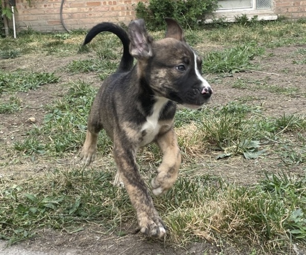 Medium Photo #1  Breeder Profile in CHICAGO, IL, USA