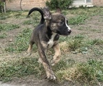 Small breeder photo