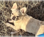 Small Photo #10  Breeder Profile in TRENTON, TX, USA