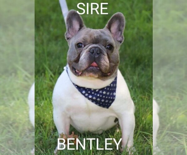 Medium Photo #1  Breeder Profile in APOLLO, PA, USA