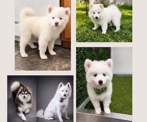 Pomsky Dog Breeder near LINCOLN, NE, USA