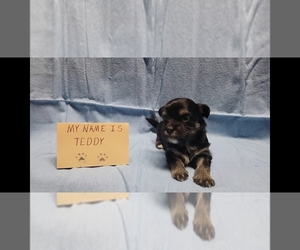 Maltese-Maltipoo Mix Dog Breeder near BROOKFIELD, MO, USA