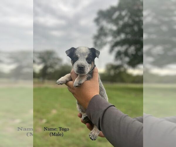 Medium Photo #8  Breeder Profile in BEDIAS, TX, USA