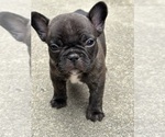 Small #1 Breeder Profile image
