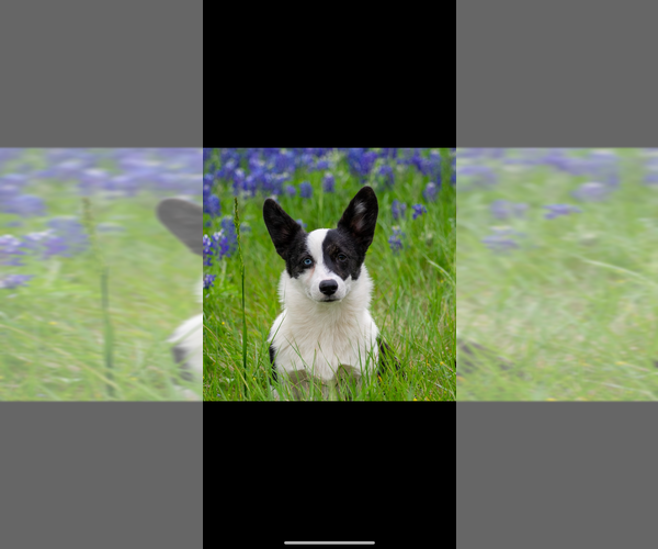 Medium Photo #23  Breeder Profile in SHERMAN, TX, USA