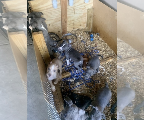 Medium Photo #1  Breeder Profile in PLAINFIELD, IL, USA