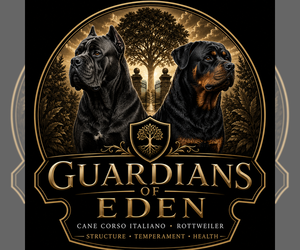 Rottweiler Dog Breeder near REEVESVILLE, SC, USA