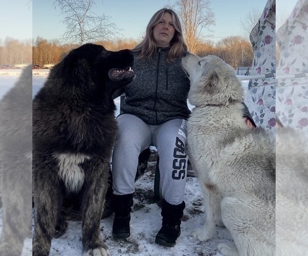 Medium Photo #2  Breeder Profile in TWINING, MI, USA