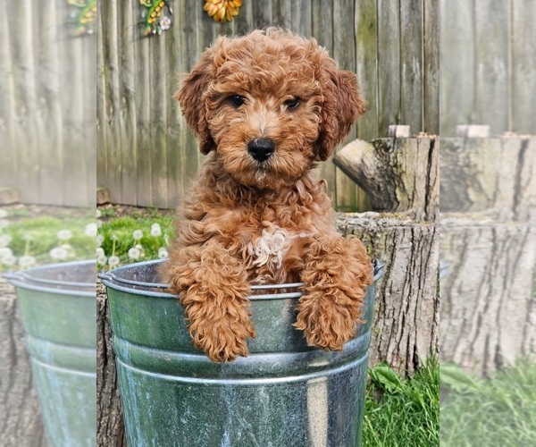 Medium Photo #3  Breeder Profile in INDIANAPOLIS, IN, USA