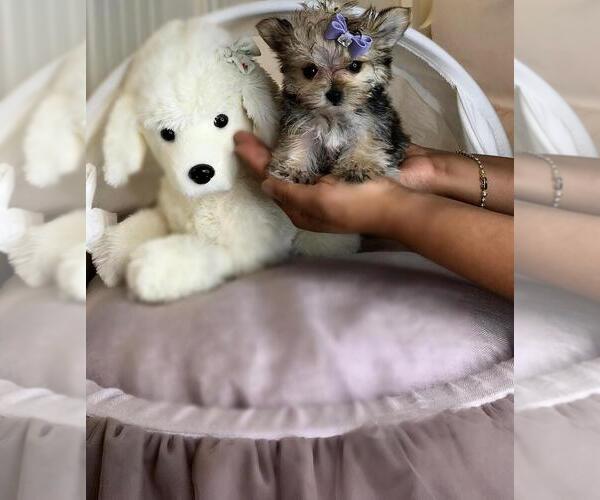 Medium Photo #13  Breeder Profile in PEMBROKE PINES, FL, USA