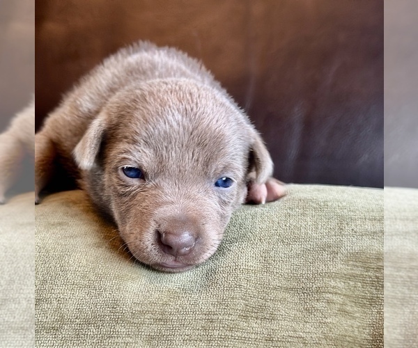 Medium Photo #49  Breeder Profile in CAMAS, WA, USA