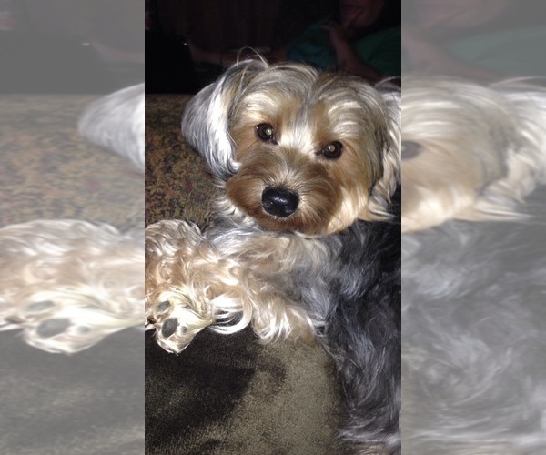 Medium Photo #1  Breeder Profile in VIRGINIA BEACH, VA, USA