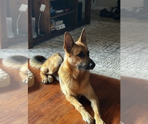 German Shepherd Dog Dog Breeder near KALAMAZOO, MI, USA