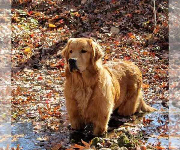 Medium Photo #1  Breeder Profile in MOREHEAD, KY, USA