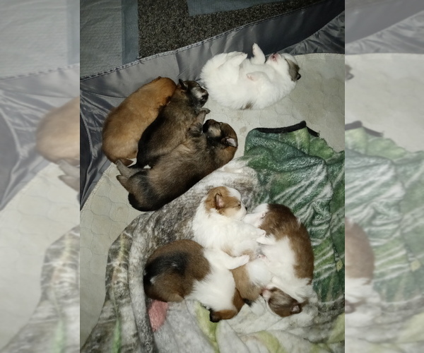 Medium Photo #1  Breeder Profile in WINFIELD, KS, USA