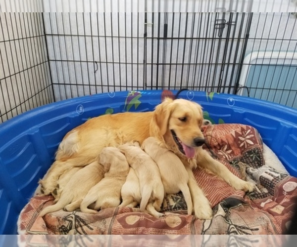 Medium Photo #1  Breeder Profile in CODY, WY, USA