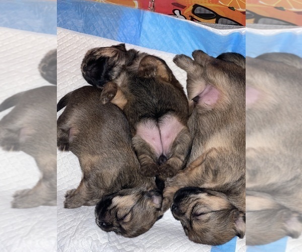 Medium Photo #6  Breeder Profile in UPPR MARLBORO, MD, USA
