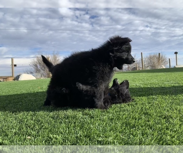 Medium Photo #160  Breeder Profile in PINON HILLS, CA, USA