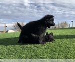 Small #159 Breeder Profile image