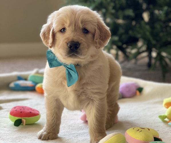 Medium Photo #3  Breeder Profile in BAKERSFIELD, CA, USA