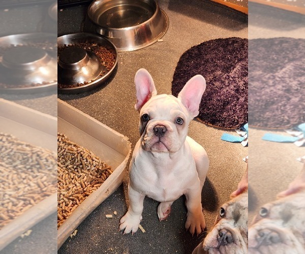 Medium Photo #9  Breeder Profile in BAKER CITY, OR, USA