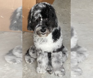 Aussiedoodle Dog Breeder near LAKELAND, FL, USA