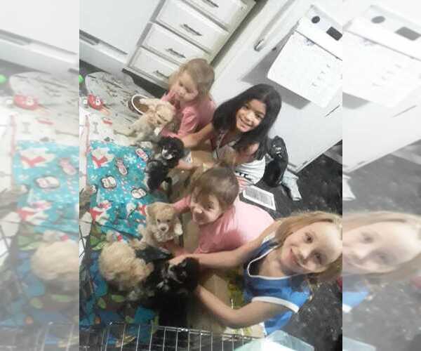 Medium Photo #2  Breeder Profile in SOUTHGATE, MI, USA