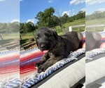 Small #8 Breeder Profile image