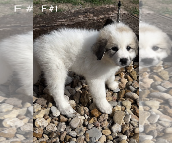 Medium Photo #2  Breeder Profile in LOCKHART, TX, USA