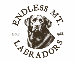 Labrador Retriever Dog Breeder near COLUMBIA CROSS ROADS, PA, USA