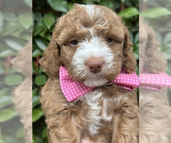 Medium Photo #61  Breeder Profile in BAKERSFIELD, CA, USA