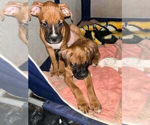 Boxer Dog Breeder near LISBON, OH, USA