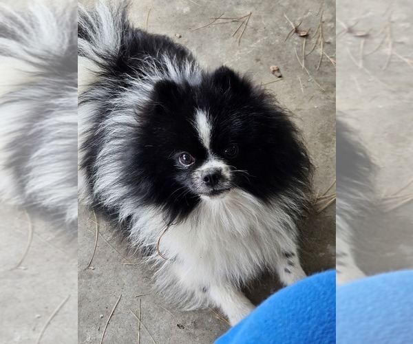 Medium Photo #1  Breeder Profile in FULTON, MO, USA