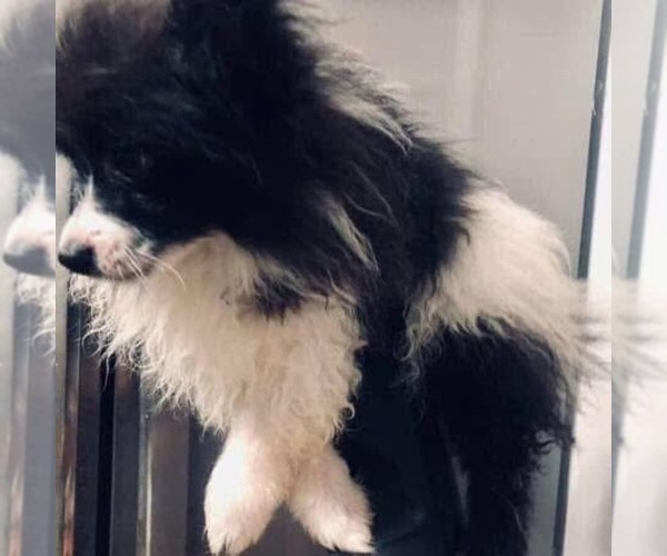 Medium Photo #1  Breeder Profile in COLUMBUS, OH, USA