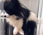 Small breeder photo