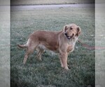 Small breeder photo