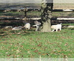 Small Photo #65  Breeder Profile in NORTHWOOD, OH, USA