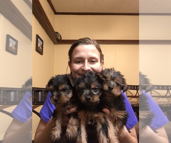 Medium Photo #1  Breeder Profile in ERWIN, TN, USA