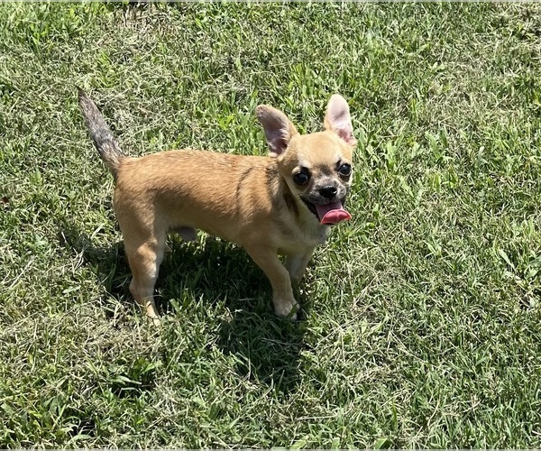 Medium Photo #6  Breeder Profile in STARR, SC, USA