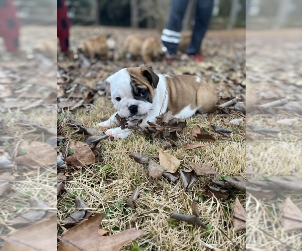 Medium Photo #1  Breeder Profile in BUFORD, GA, USA