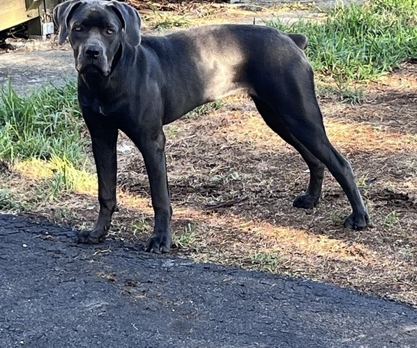 Medium Photo #1  Breeder Profile in RIDGEFIELD PK, NJ, USA