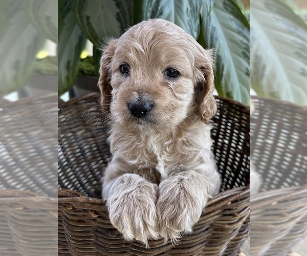 Medium Photo #1  Breeder Profile in MERIDIAN, ID, USA