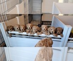 Small breeder photo