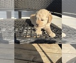 Small breeder photo
