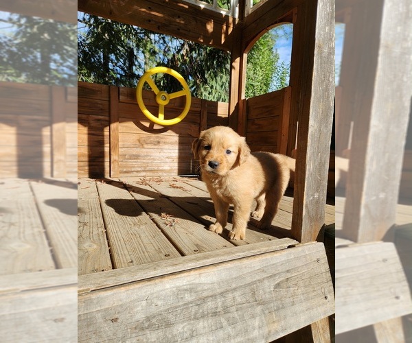 Medium Photo #4  Breeder Profile in LITTLEROCK, CA, USA