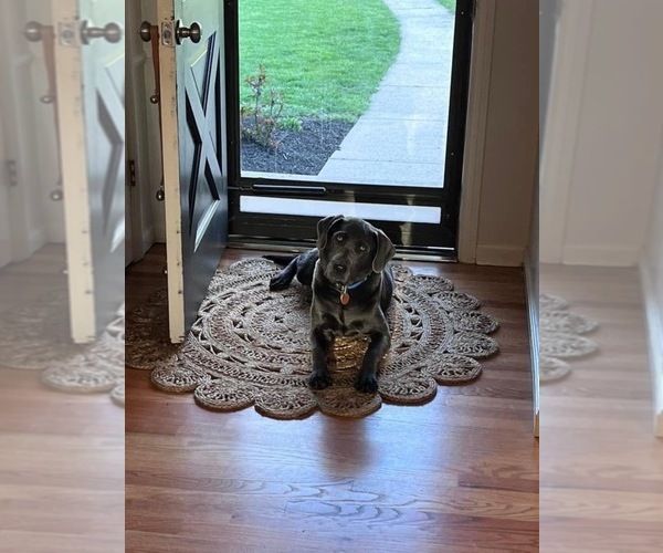 Medium Photo #15  Breeder Profile in ALBANY, MO, USA