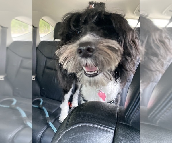 Medium Photo #51  Breeder Profile in BAYTOWN, TX, USA