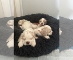 Small breeder photo