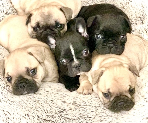 Medium Photo #1  Breeder Profile in WARTRACE, TN, USA